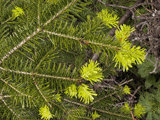 Abies alba