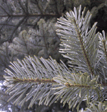 Abies amabilis