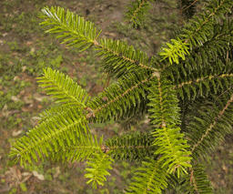 Abies homolepis