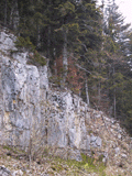 Abies alba