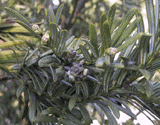 Cephalotaxus koreana