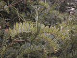 Cephalotaxus drupacea