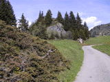 Juniperus commnunis alpina