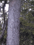 Picea abies