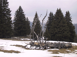 Picea abies