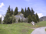 Picea abies