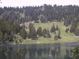 Picea abies