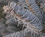 Picea engelmannii