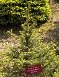 Picea mexicana