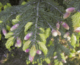 Picea wilsonii