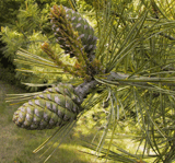 Pinus armandii