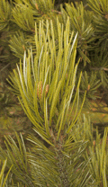 Pinus edulis