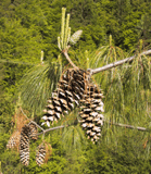 Pinus holfordiana