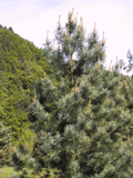 Pinus reflexa
