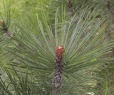 Pinus leucodermis