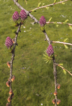 Larix decidua
