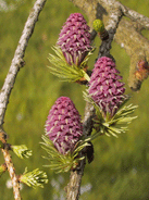Larix decidua