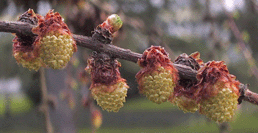 Larix decidua