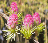 Larix gmelinii