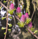Larix gmelinii
