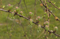Larix gmelinii