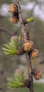 Larix gmelinii