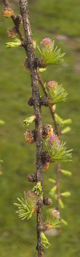 Larix gmelinii