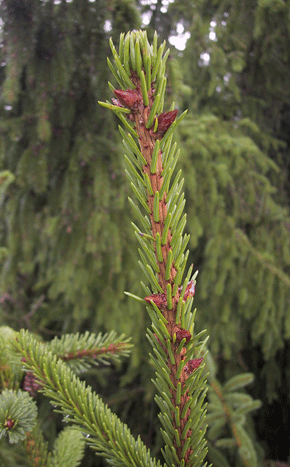 Picea alpestris