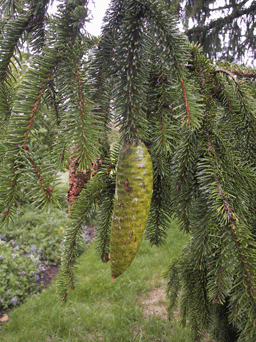 Picea alpestris