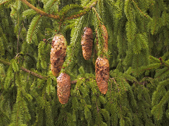 Picea alpestris