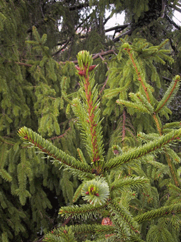 Picea alpestris