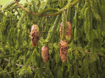 Picea alpestris