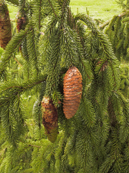 Picea alpestris