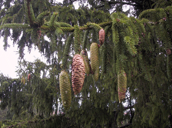 Picea alpestris
