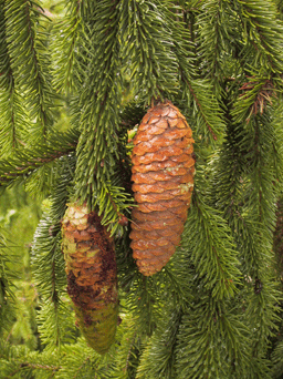 Picea alpestris