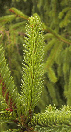 Picea alpestris