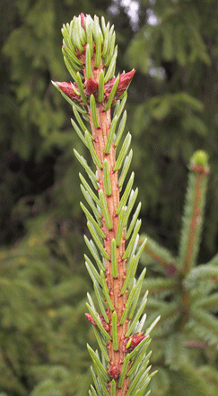 Picea alpestris