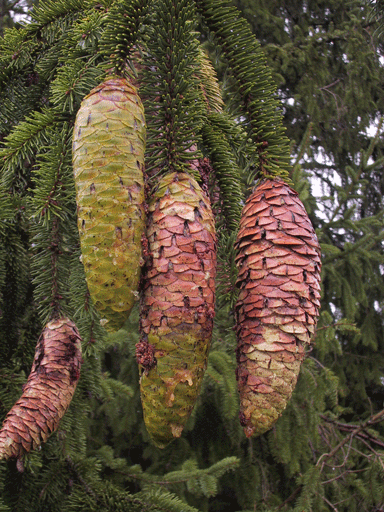 Picea alpestris