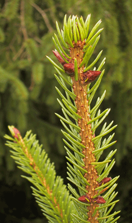 Picea alpestris