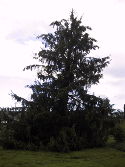 Picea alpestris