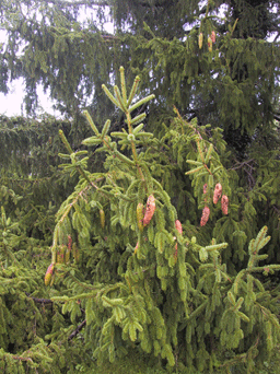 Picea alpestris
