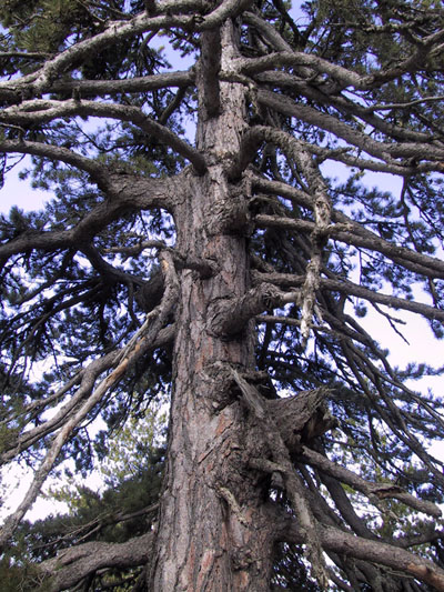 Pinus nigra