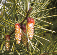 Pseudotsuga macrocarpa