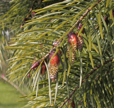 Pseudotsuga macrocarpa