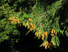 Calocedrus decurrens
