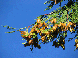 Calocedrus decurrens