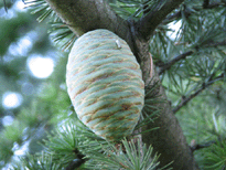 Cedrus brevifolia