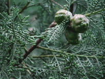 Cupressus dupreziana
