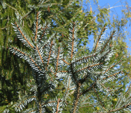 Picea brachytyla