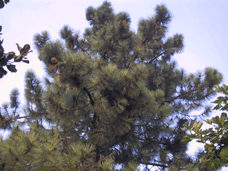 Pinus coulteri
